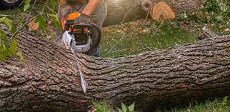 How Our Tree Care Process Works  in  Manson, IA